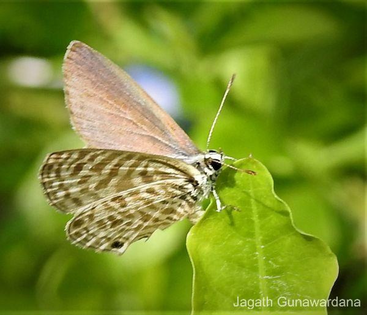 Leptotes plinius Fabricius, 1793